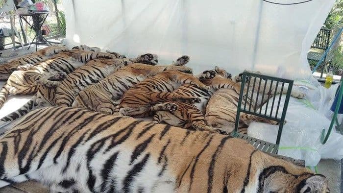 Kematian 72 Harimau di Taman Wisata Thailand Disebut Bukan karena Flu Burung