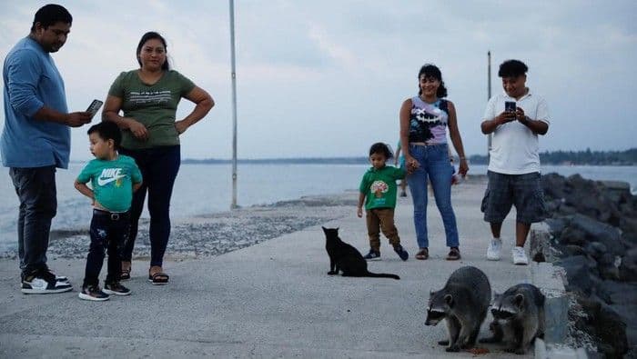 Rakun Liar Jadi Daya Tarik Baru di Dermaga Nelayan Acajutla