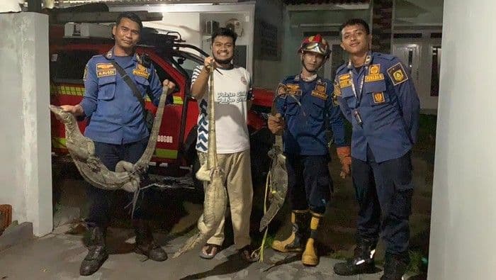 Tiga Biawak Jatuh dari Plafon Rumah Warga Bogor, Damkar Evakuasi