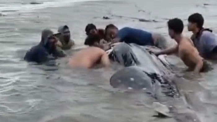 Hiu Tutul Raksasa 15 Meter Terdampar di Pantai Lamongan